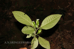 Strobilanthes decurrens